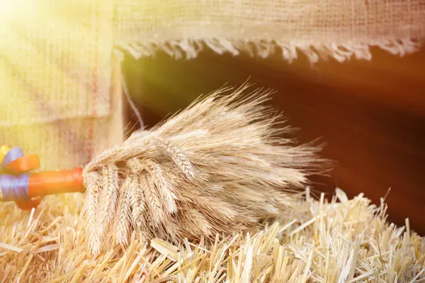 Sheaf of dried ears of wheat — Stock Photo, Image