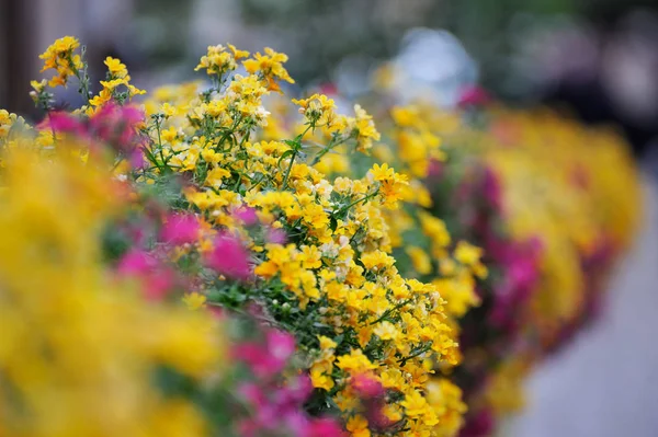 Flores no terraço — Fotografia de Stock