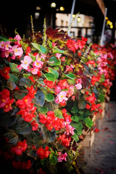 Fleurs sur la terrasse — Photo