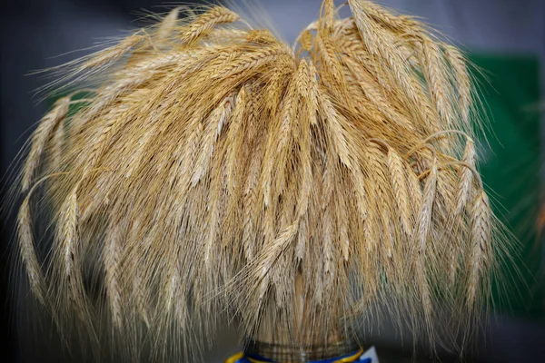 Sheaf of dried ears of wheat — Stock Photo, Image