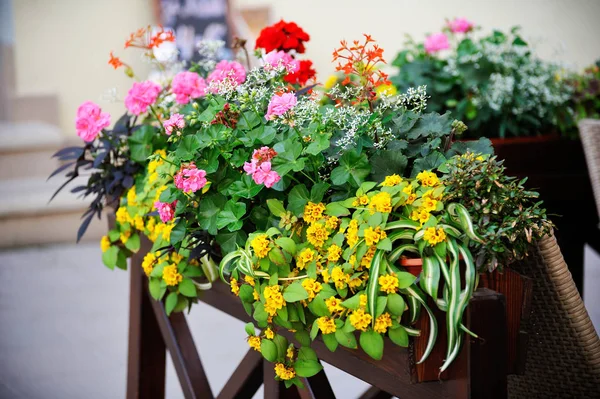 Flowers on the terrace — Stock Photo, Image