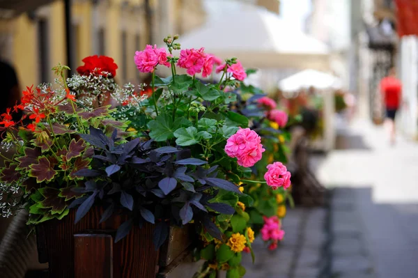 Flores en la terraza —  Fotos de Stock