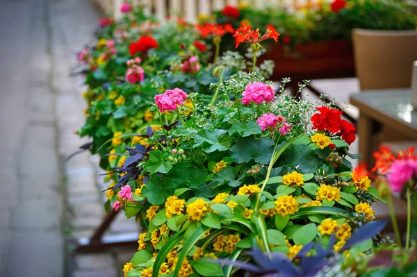 Flowers on the terrace — Stock Photo, Image