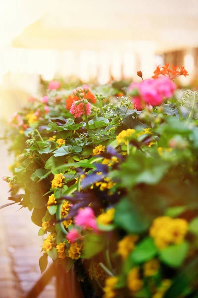 Flowers on the terrace — Stock Photo, Image