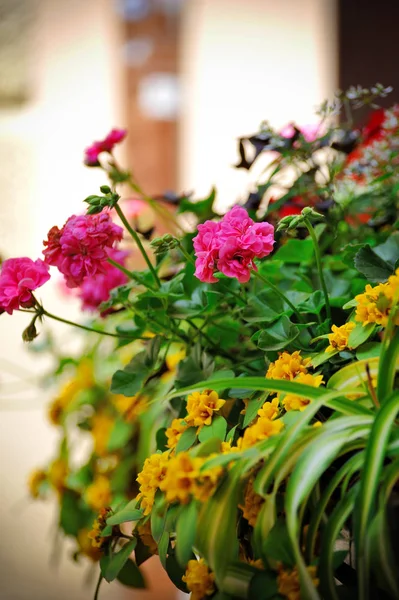 Цветы на террасе — стоковое фото