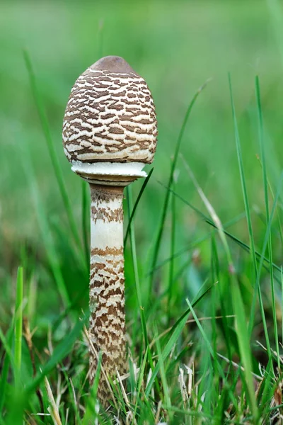 Şemsiye mantar ayakta çim.