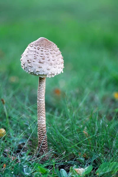Зонтичный гриб, стоящий на траве . — стоковое фото