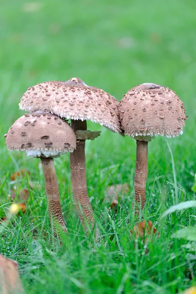 Зонтичный гриб, стоящий на траве . — стоковое фото