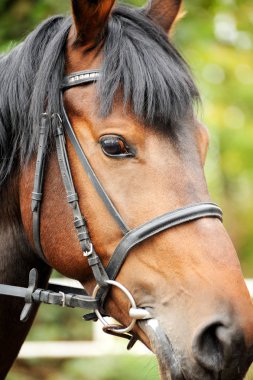 At. Kafa yakın çekim.