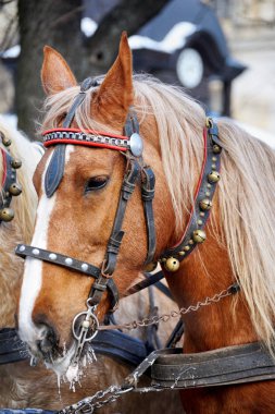 At. Kafa yakın çekim.