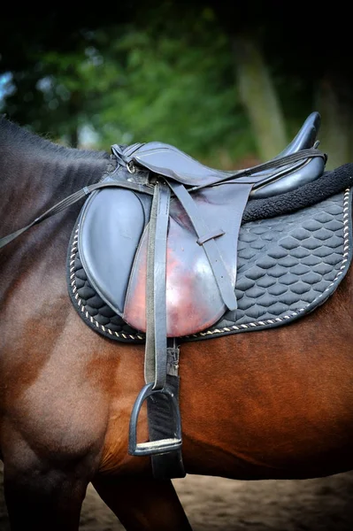 Detail of a horse saddle — Stock Photo, Image