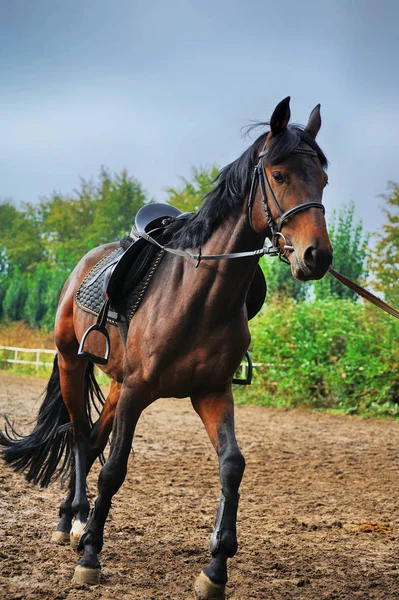 Cavalo na pista de corridas  . — Fotografia de Stock