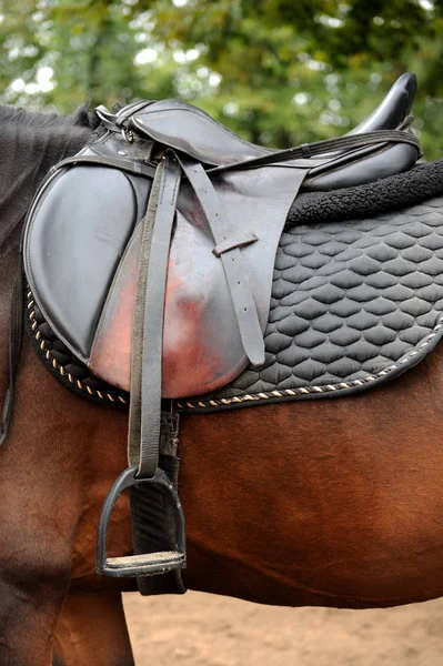 Detail dari pelana kuda — Stok Foto