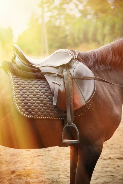 Detail of a horse saddle — Stock Photo, Image