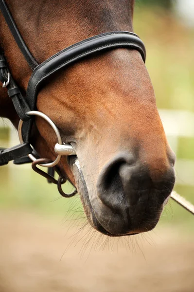 Koně. Hlavou zblízka. — Stock fotografie