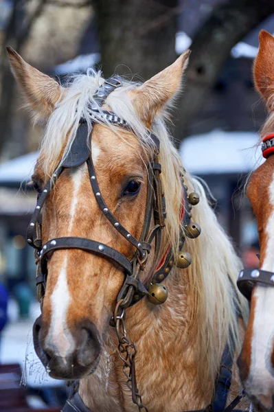 Horse. Head close up. — Stock Photo, Image