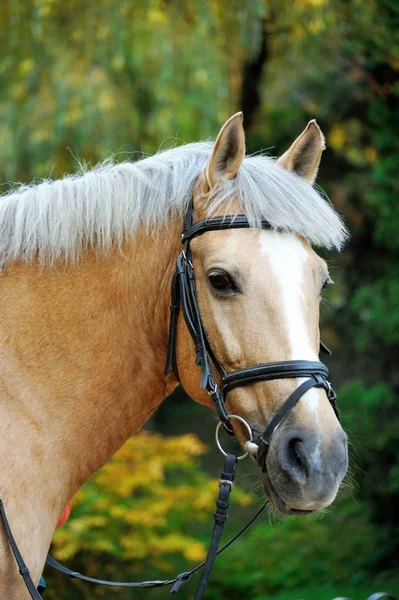 At. Kafa yakın çekim.