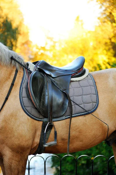 Detalj av en häst sadel — Stockfoto