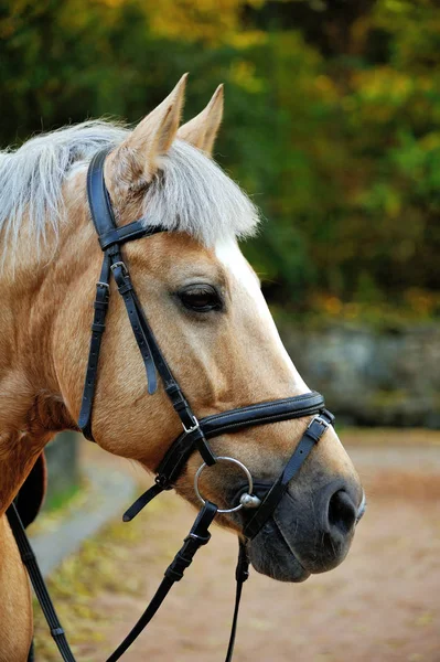 Caballo. Cabeza de cerca . —  Fotos de Stock