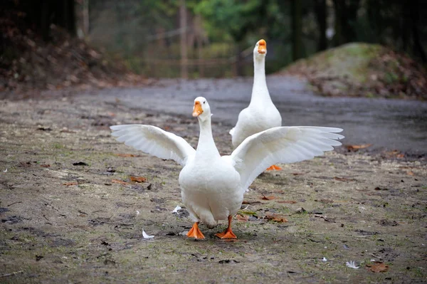 Boční pohled na bílé husy. — Stock fotografie