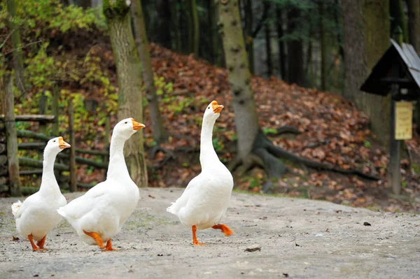 Sett fra siden av hvitgås . – stockfoto