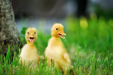 Küçük ördek yeşil çimen