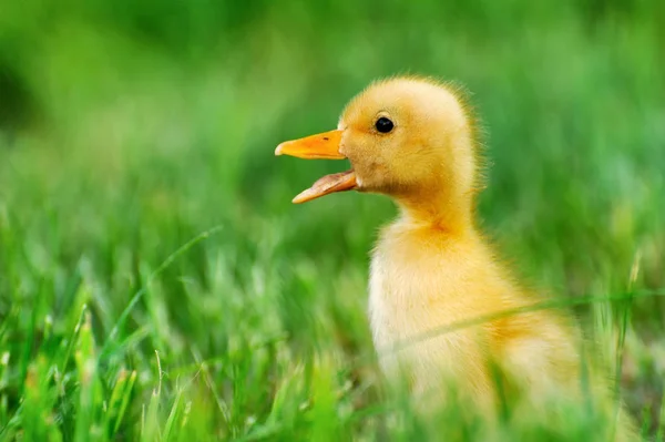 Pequeño pato de hierba verde —  Fotos de Stock