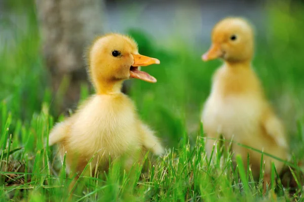 Kleine Ente aus grünem Gras — Stockfoto