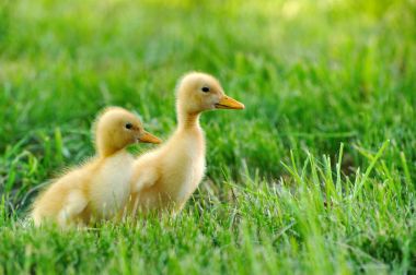 Küçük ördek yeşil çimen