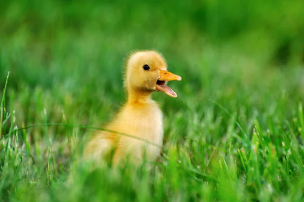 Pequeño pato de hierba verde —  Fotos de Stock