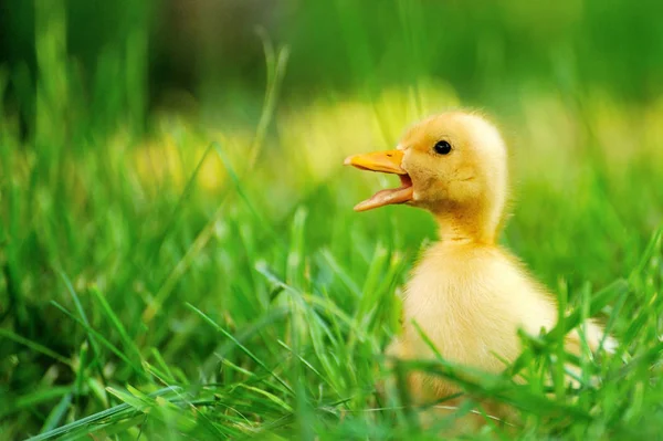 Pequeño pato de hierba verde —  Fotos de Stock