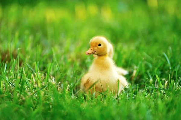 Pequeño pato de hierba verde —  Fotos de Stock