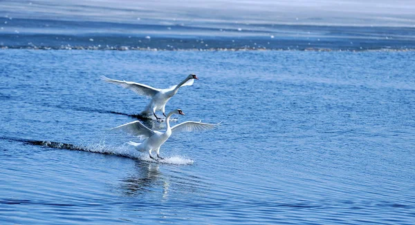 Schwan auf dem See . — Stockfoto