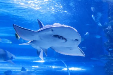 Shark ray ( latin name Rhina ancylostoma ) . clipart
