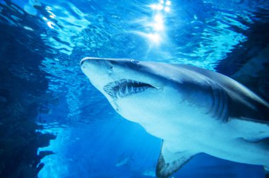 Derin mavi sularda büyük köpekbalığı.