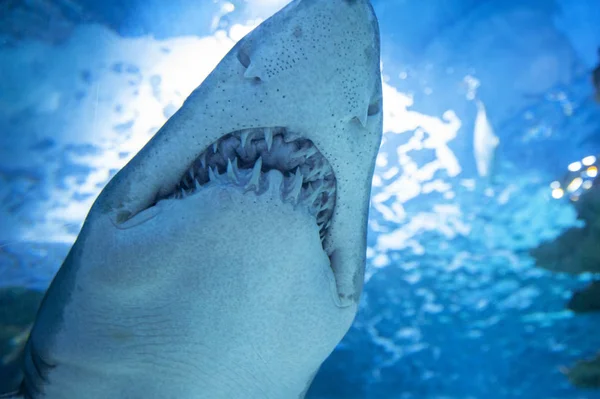 Tiburón grande en aguas azules profundas . — Foto de Stock