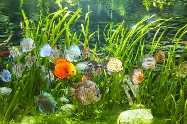 カラフルな魚と淡水水族館 . — ストック写真