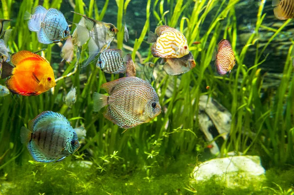 Acuario de agua dulce con peces de colores  . — Foto de Stock