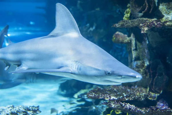 Tiburón grande en aguas azules profundas . — Foto de Stock