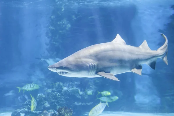 Tiburón grande en aguas azules profundas . — Foto de Stock