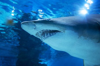 Derin mavi sularda büyük köpekbalığı.