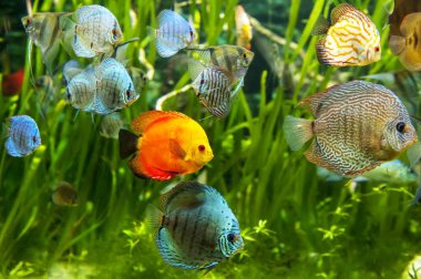 Renkli balıklı tatlı su akvaryumu .