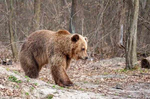 Den bruna björnen (Ursus arctos), promenader i skogen — Stockfoto