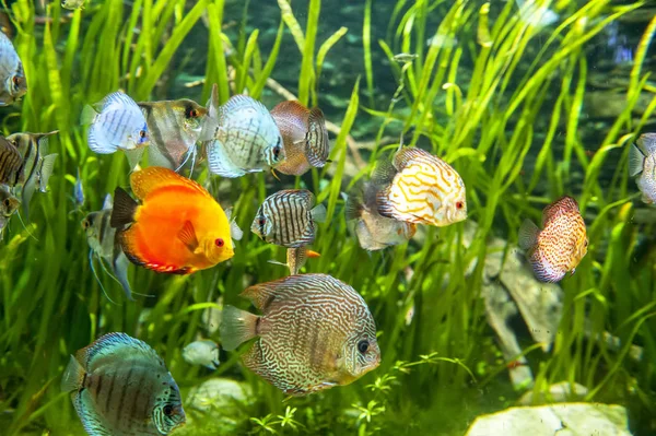 Acuario de agua dulce con peces de colores  . — Foto de Stock