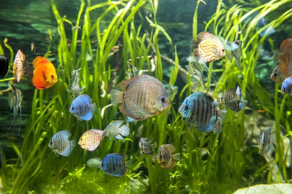 Acuario de agua dulce con peces de colores  . — Foto de Stock