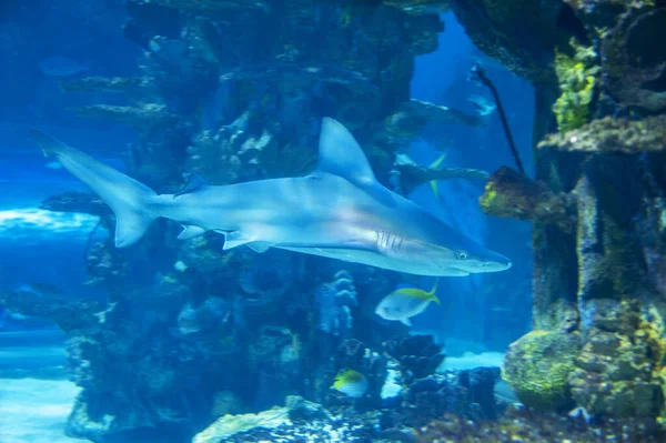 Tiburón grande en aguas azules profundas . — Foto de Stock