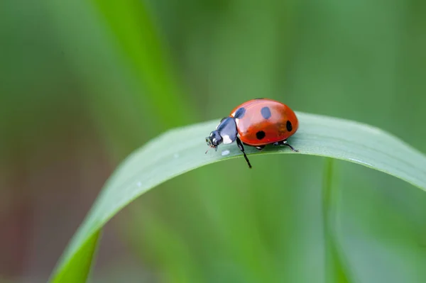 Marienkäfer kriecht auf grünem Grashalm — Stockfoto