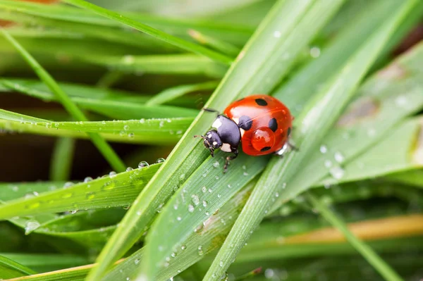 Marienkäfer kriecht auf grünem Grashalm — Stockfoto