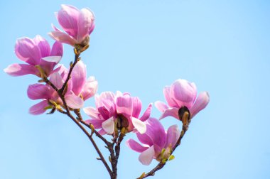 bahar manolya çiçekleri, doğal soyut yumuşak çiçek arkaplanı