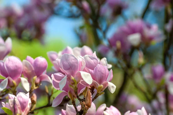 Flores Primavera Magnolia Fondo Floral Suave Abstracto Natural — Foto de Stock